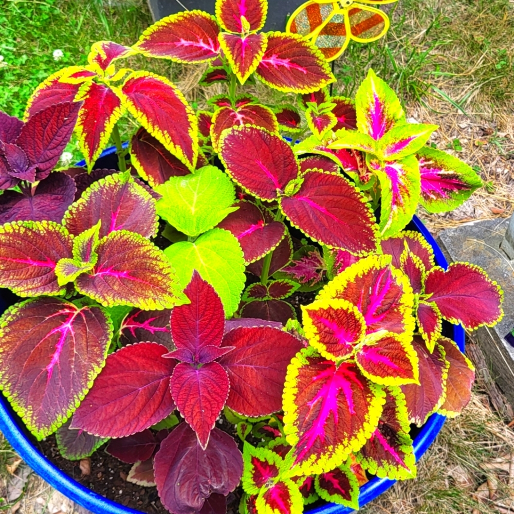 Meet your Posher, Ann